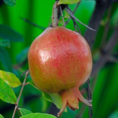 Grenadier Maxima Rubra - Leaderplant