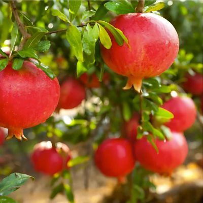 Grenadier à fruits Parfianca  - Leaderplant