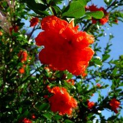 Grenadier à Fleurs doubles - Leaderplant