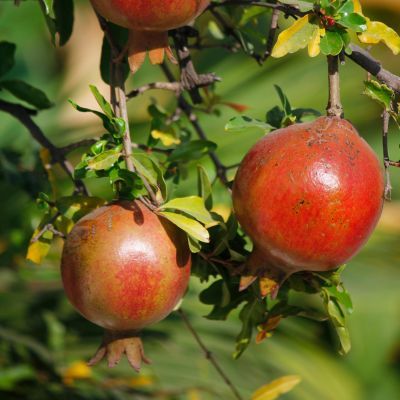 Grenadier Sverkrany - Leaderplant