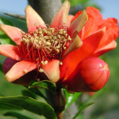 Grenadier nain  - Leaderplant