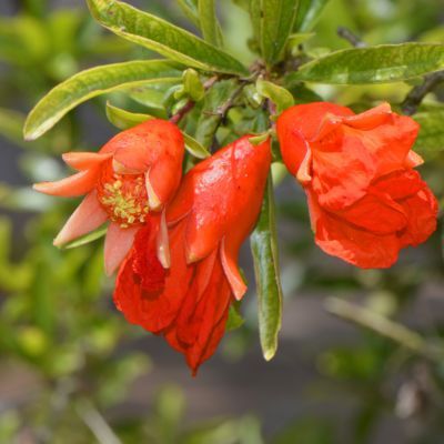 Grenadier nain  - Leaderplant