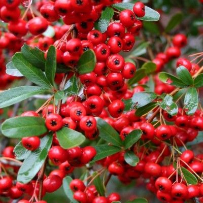 Pyracantha / buisson ardent Mohave rouge - Leaderplant