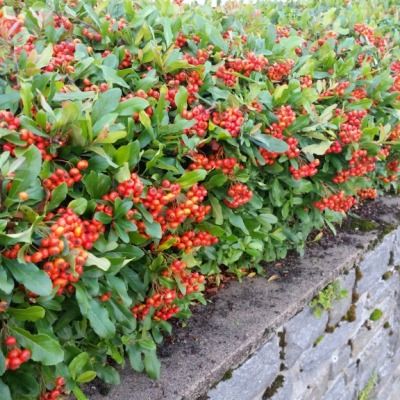 Pyracantha / buisson ardent Mohave rouge - Leaderplant