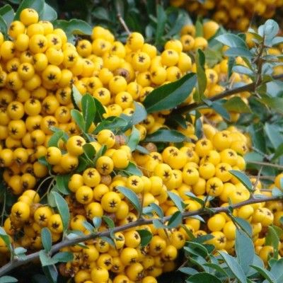 Pyracantha / Buisson Ardent Soleil d'Or Jaune - Leaderplant