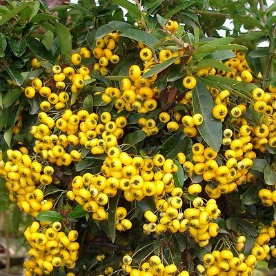 DESTOCKAGE Pyracantha / Buisson Ardent Soleil d'Or Jaune - Leaderplant