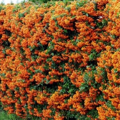 Pyracantha / Buisson ardent Orange Glow - Leaderplant