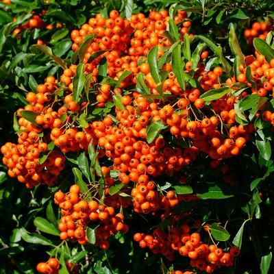 Pyracantha / Buisson ardent Orange Glow - Leaderplant