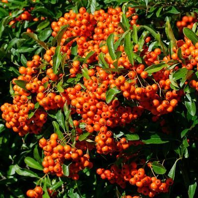 DESTOCKAGE Pyracantha / Buisson ardent Orange Glow  - Leaderplant