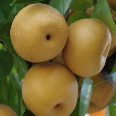 Poirier Nashi - Leaderplant