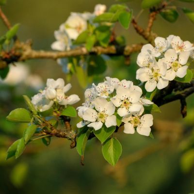 Poirier Conférence - Leaderplant