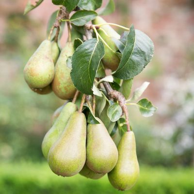 Poirier Conférence - Leaderplant