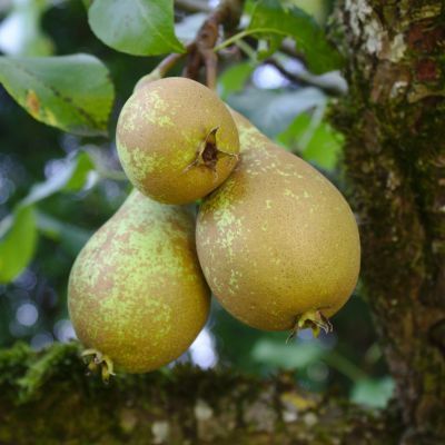 Poirier Conférence - Leaderplant