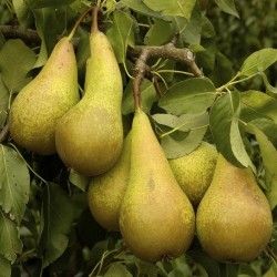 Poirier Conférence - Leaderplant