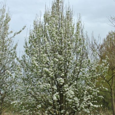 Poirier commun - Poirier sauvage  - Leaderplant