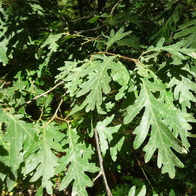 Chêne Tauzin, Chêne des Pyrénées  - Leaderplant