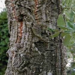 Chêne liège - Leaderplant
