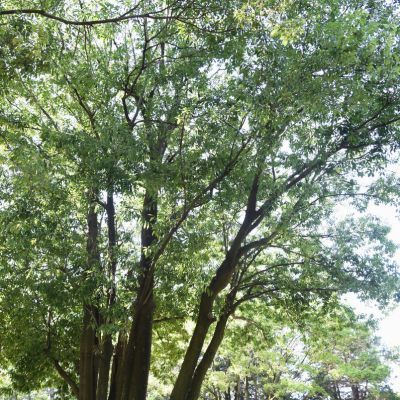 Chêne à feuilles de myrsine - Leaderplant