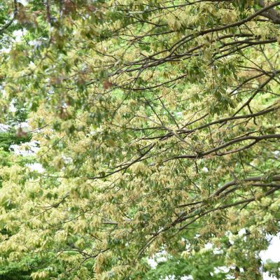 Chêne à feuilles de myrsine - Leaderplant