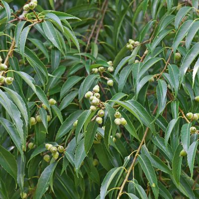 Chêne à feuilles de myrsine - Leaderplant