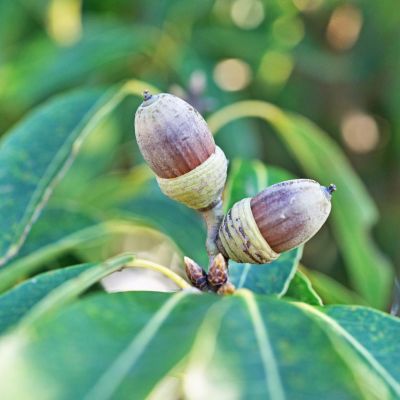 Chêne à feuilles de myrsine - Leaderplant