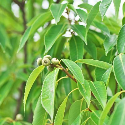 Chêne à feuilles de myrsine - Leaderplant