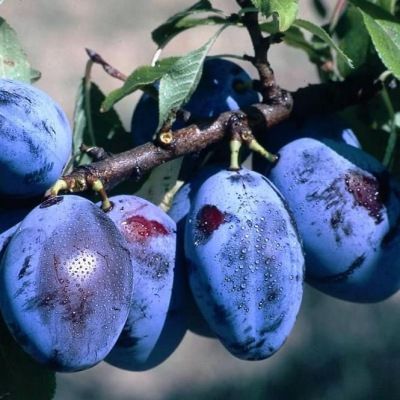 Prunier Quetsche d'Alsace - Leaderplant