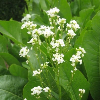 Raifort - Leaderplant