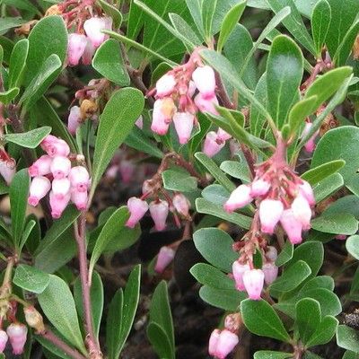 Raisin d'ours / busserole - Leaderplant