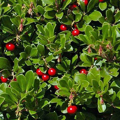 Raisin d'ours / busserole - Leaderplant