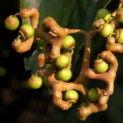 Raisinier de Chine / Siku - Leaderplant