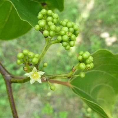 Raisinier de Chine / Siku - Leaderplant