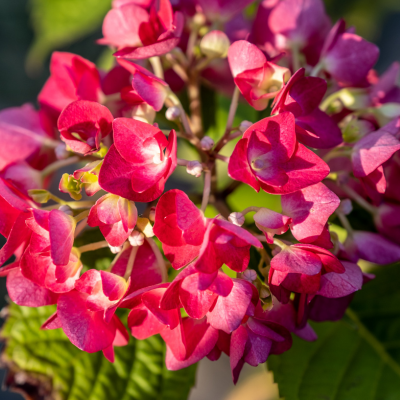 Hortensia Red Baron - Leaderplant