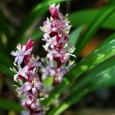 Muguet de Chine / Muguet japonais / Reineckea carnea - Leaderplant