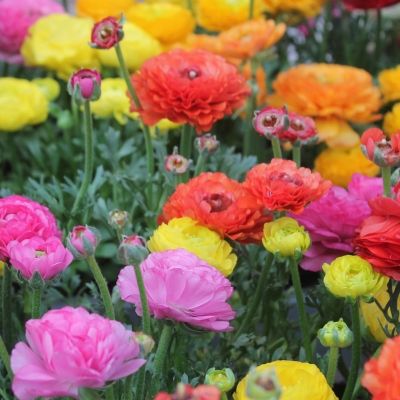 Renoncules en mélange (15 Bulbes) - Leaderplant