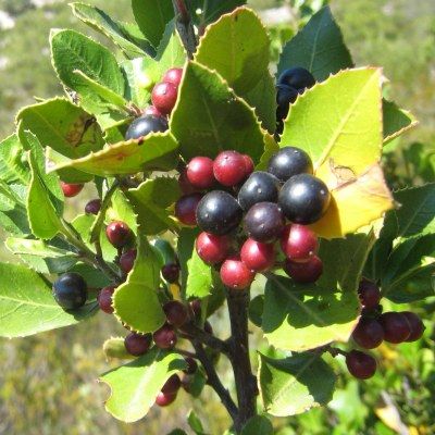 Nerprun alaterne - Leaderplant