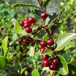 Nerprun alaterne - Leaderplant