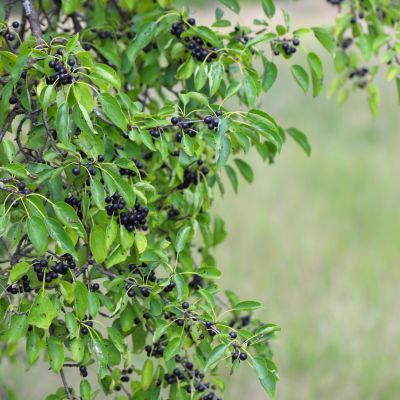  Rhamnus - Nerprun cathartique  - Leaderplant