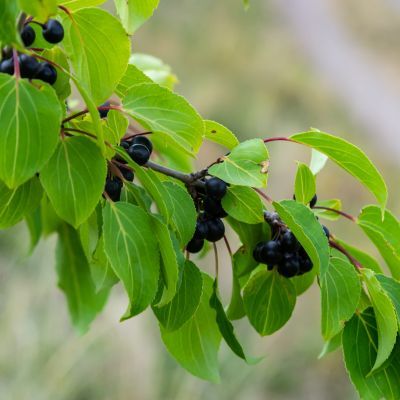  Rhamnus - Nerprun cathartique  - Leaderplant