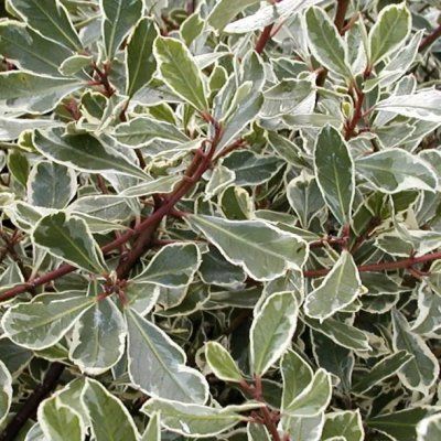 Rhamnus panaché - Nerprun - Leaderplant