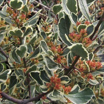 Rhamnus panaché - Nerprun - Leaderplant