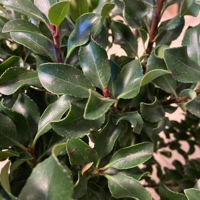 Rhaphiolepis nain Minor - Leaderplant