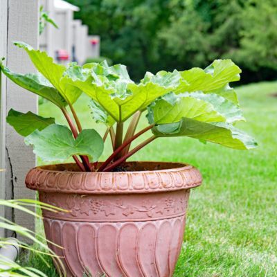 Rhubarbe Canada Red - Leaderplant