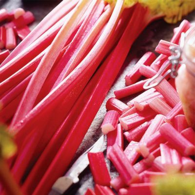 Rhubarbe Canada Red - Leaderplant