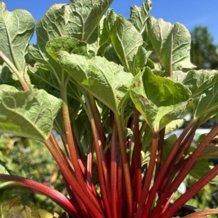 Rhubarbe Livingstone - Leaderplant