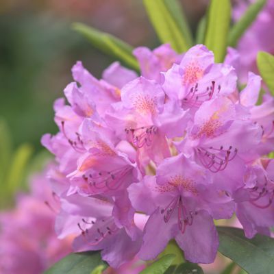 Rhododendron de Catawba - Leaderplant