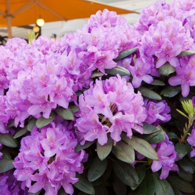 Rhododendron de Catawba - Leaderplant