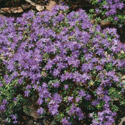 Rhododendron Nain - Leaderplant