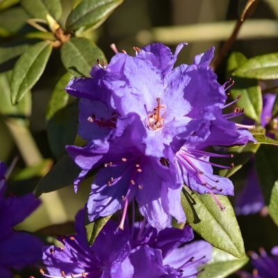 Rhododendron Nain - Leaderplant