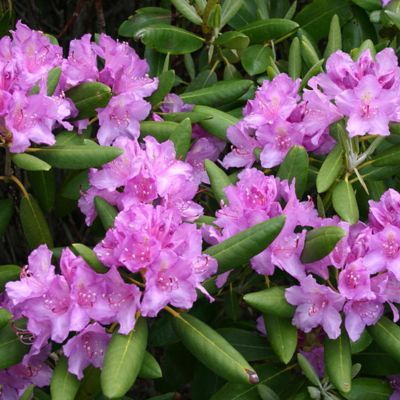 Rhododendron de la mer Noire  - Leaderplant